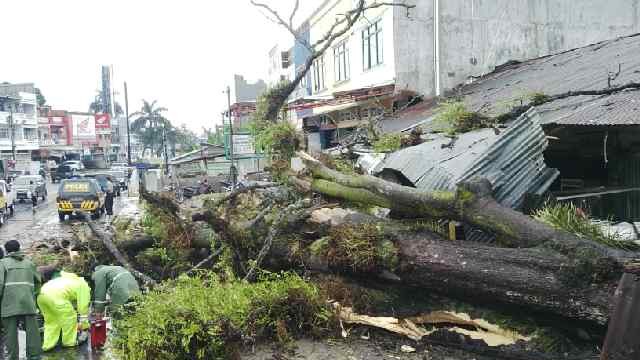 Pohon yang tumbang di Simpang Kawat